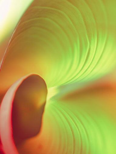 red and yellow flower petals